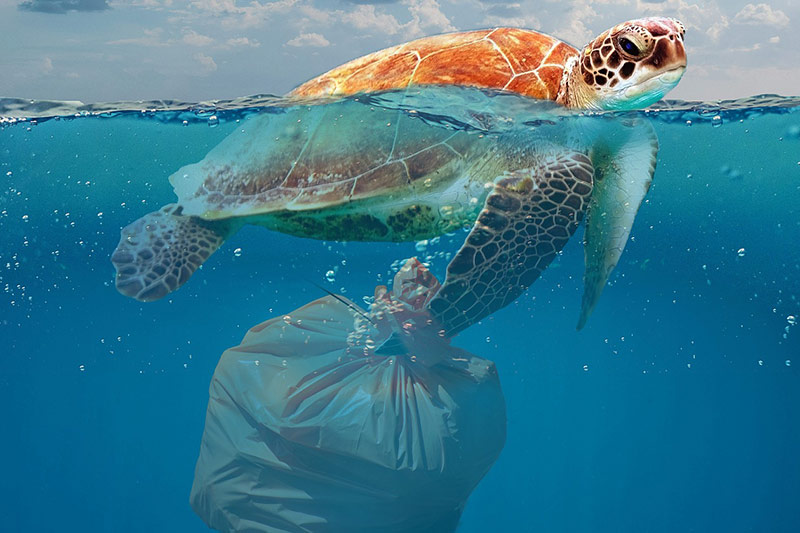 kies-entsorgung schildkröte schwimmt mit Müllsack im Wasser